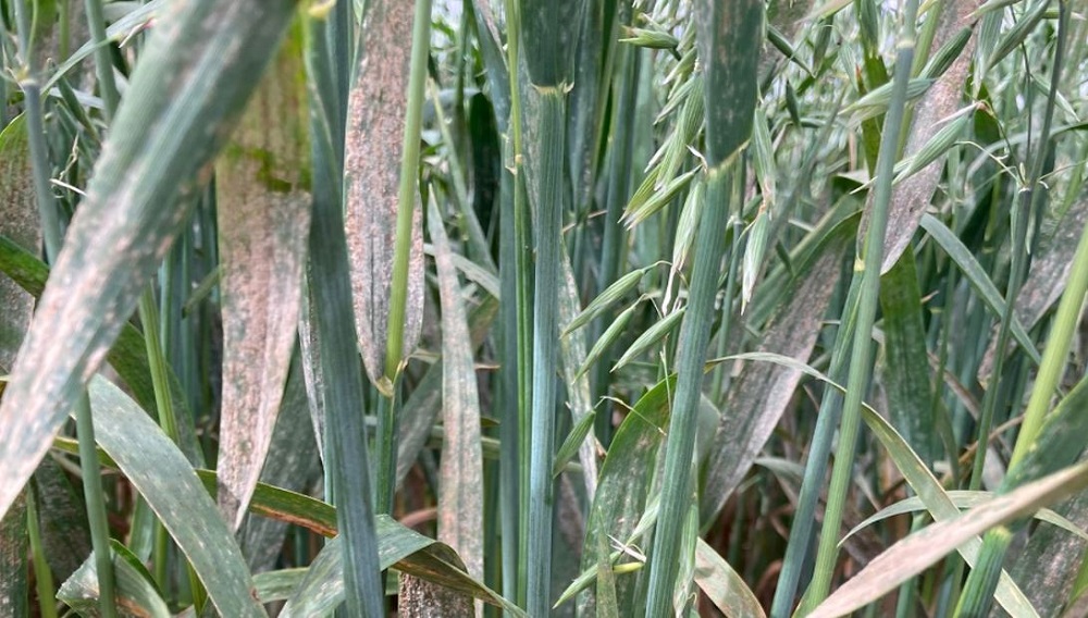 Severe powdery mildew in fungicide untreated spring oats at an RL trial site in 2022